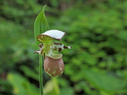 Hageorkide -Cypripedium Karo (Frosch®)