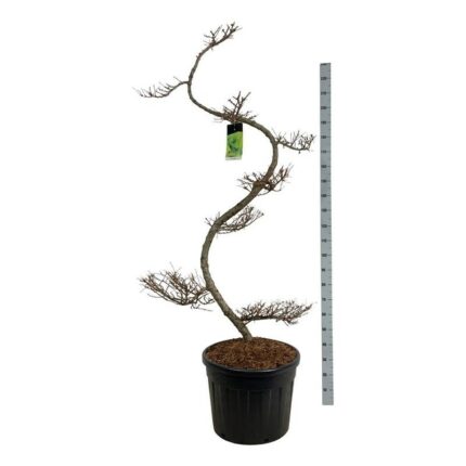 Lerk (larix kampeferi) 125-150 cm