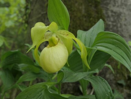 Hageorkide - Cypripedium Marita (Frosch®)