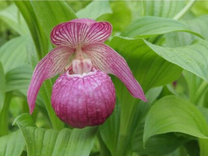 Hageorkide -Cypripedium Mops (Frosch®)