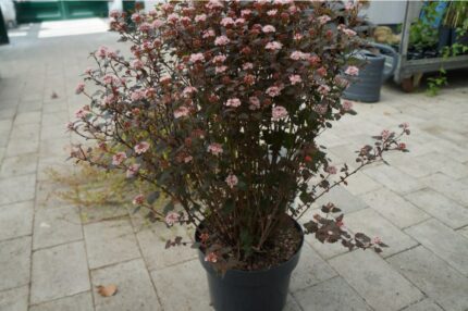 Blærespirea 'Little Joker' 80-100 cm