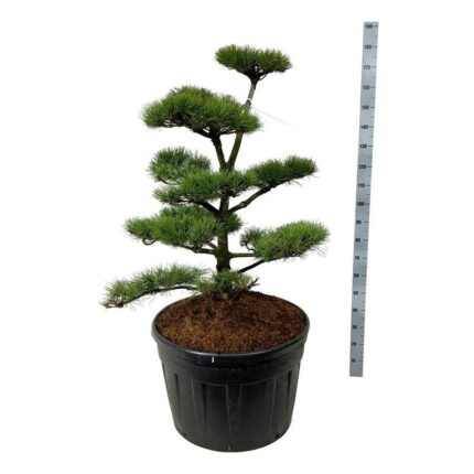 Vrifuru "Pinus Contorta" 100-125 cm