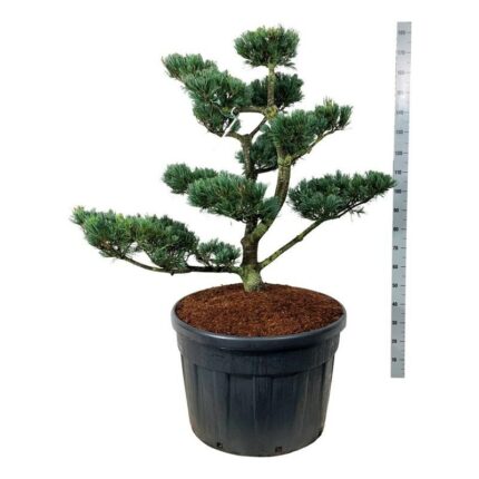 Penselfuru (Glauca) 100-125 cm