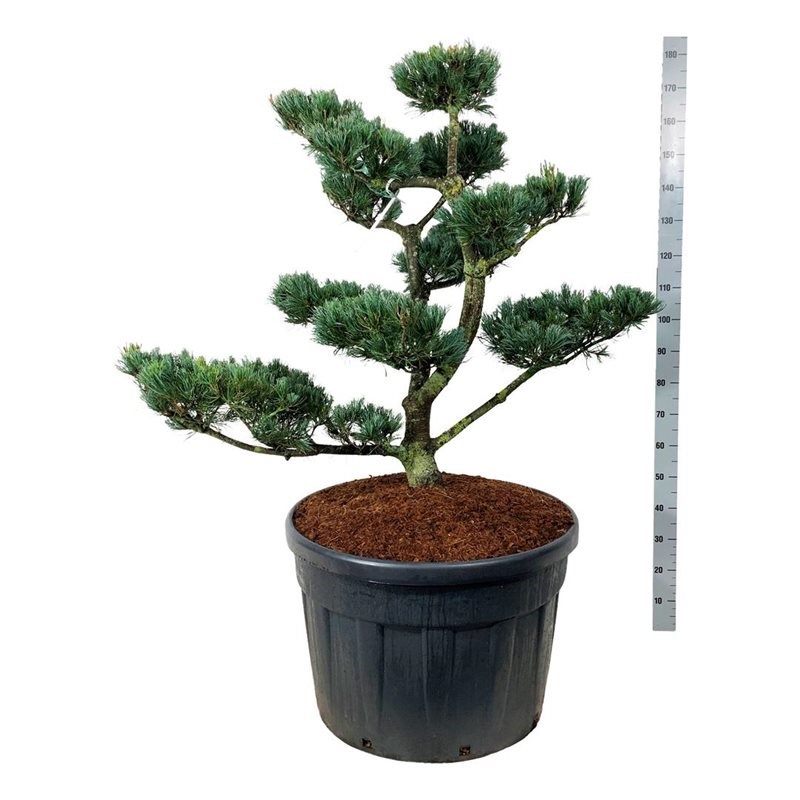 0_PINUS-PARV-GLAUCA-100-125-C180.jpg