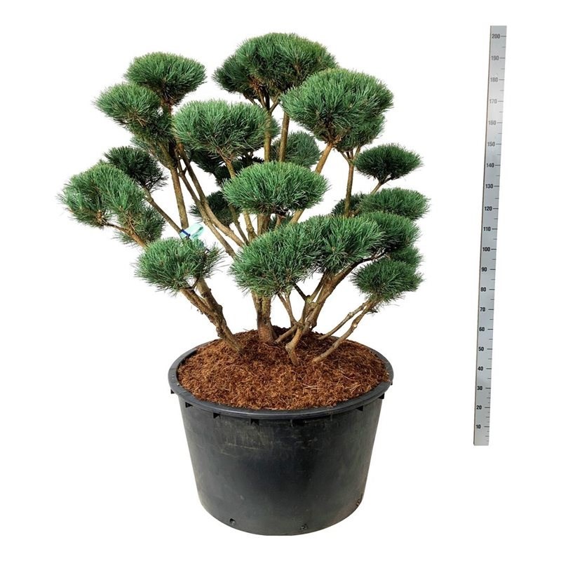 0_PINUS-SYLV-WATERERI-125-150-CM-C285.jpg