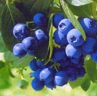 Amerikansk blåbær "Polaris", pottestr. 3,5 l., sh. 40-60 cm