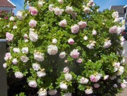 Rose "Ritausma" , E-plante, pottestr 1,5 l. (ungplanter)