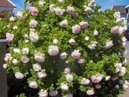 Rose "Ritausma" , E-plante, 3,5 l potte