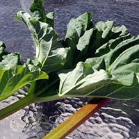 Rabarbra "Victoria", 4,5 l. potte