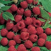 Bringebær "Agat", pottestr. 1,5 l., sh. 30-40 cm