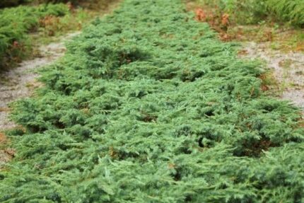 Krypeine , Juniperus com. "Vesterålen", E- plante, br. 25-30, potte 3,5 l.