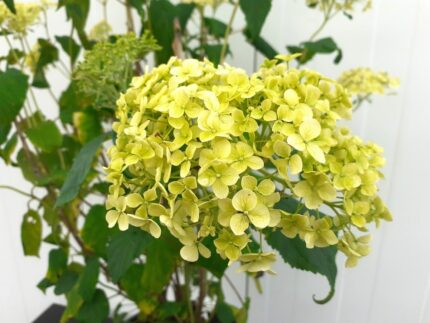 Vierhortrensia "Annabelle" ca 100 cm 5 l potte