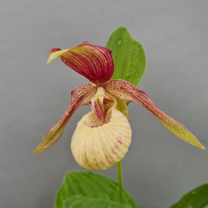 hageorkide - Cyp.  Ventricosum Pastel