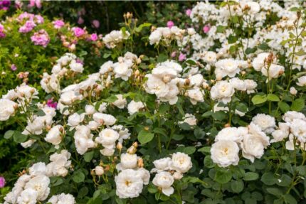 Austin rose, "William og Catherine", 6 liter pottestr.