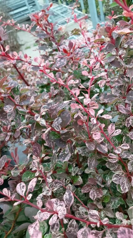 Berberis "Harlequin"  2 l potte