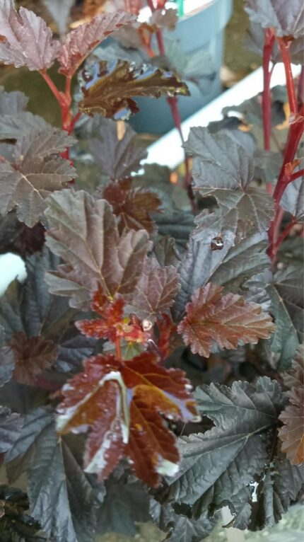 Solblærespirea "All Black"  30/40 cm 3 l potte