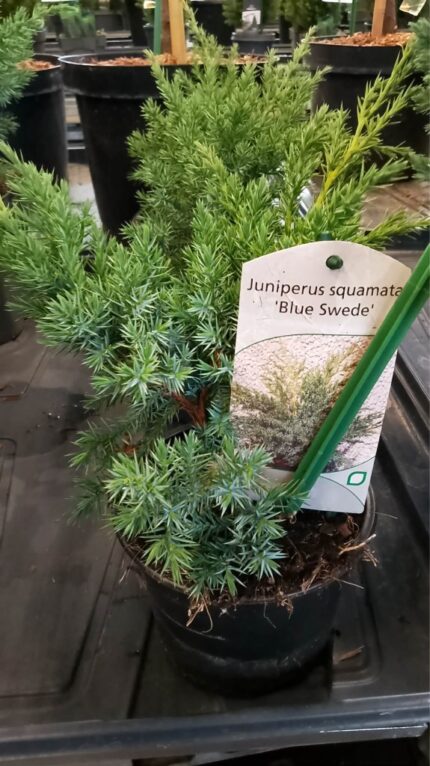 Blåeien "Blue swede"  20/30cm 1 L