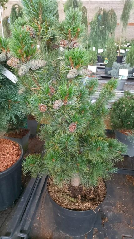 Furu "Bonsai"  50/60  10 potte