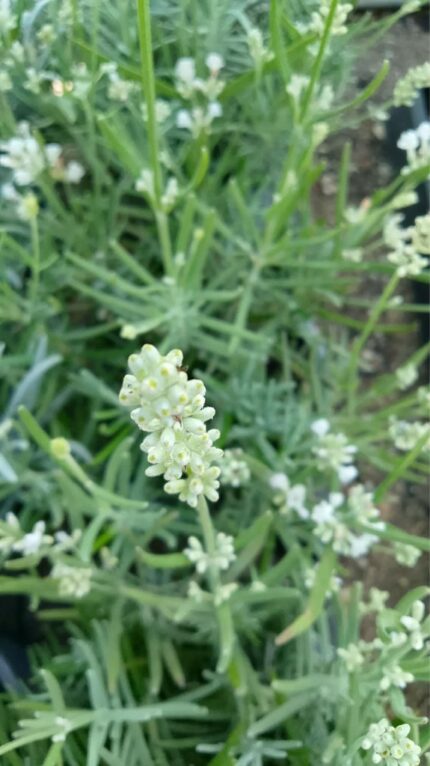 Lavendel "artic snow"   15/20 cm 1,5 l potte