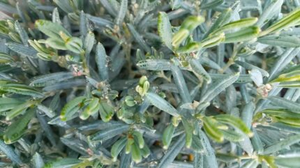 Hvitlyng " 20/25  3 l potte