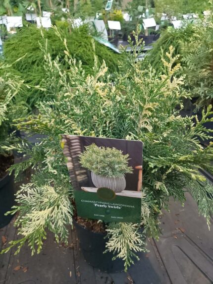 Sypress "Pearly Swirls"    20/25 cm   2,5 l potte