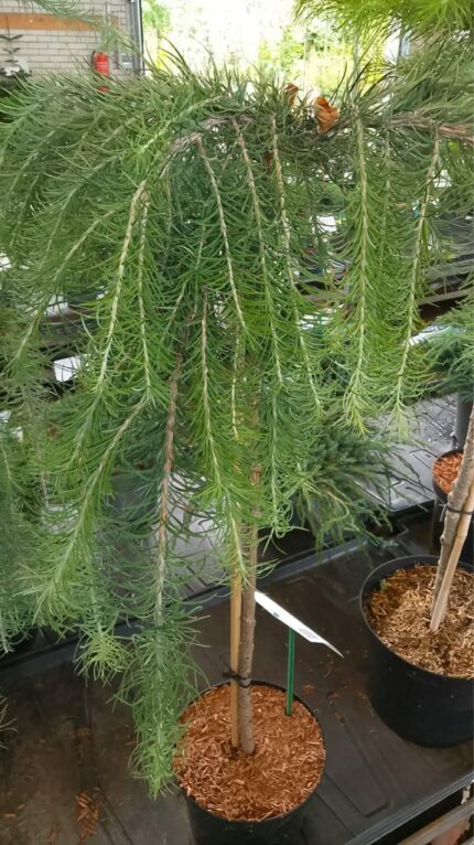 Japansk lerk "stiff Weeper"  oppstammet 80 cm  5 L Potte