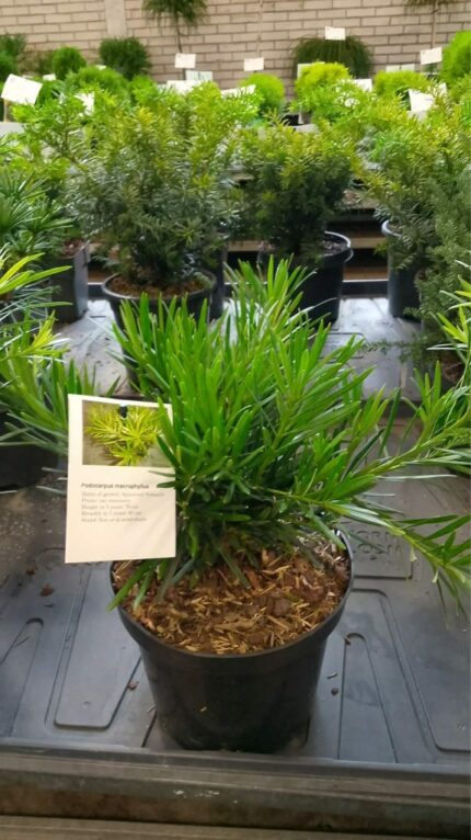 Podocarpus Macrophyllus   25/30  3 L potte