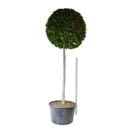 Agnbøk stammehøyde 200 cm