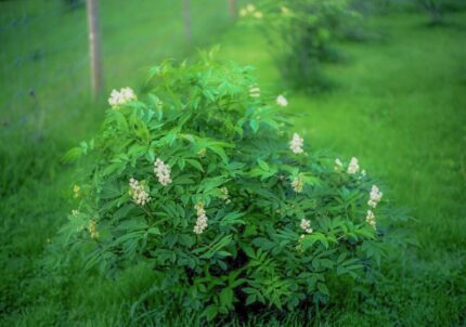 Amerikahyll 3/4 gr 4 l potte