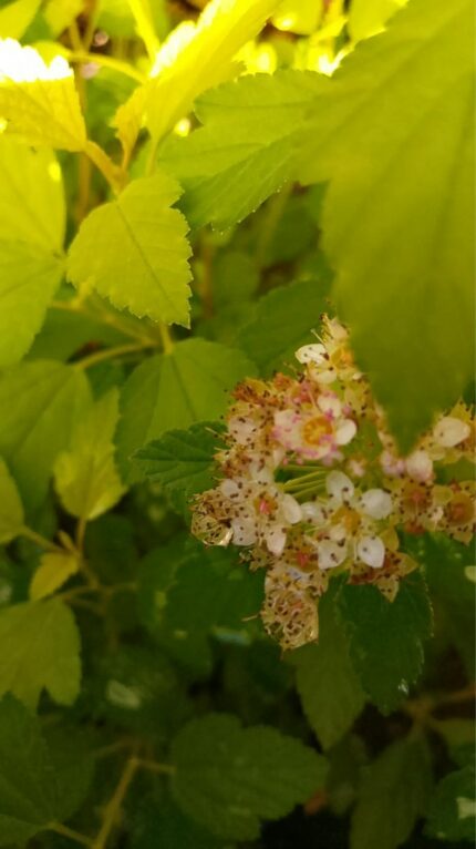 Solblærespirea "Raspberry Lemonade"  30/40 cm   3 l potte