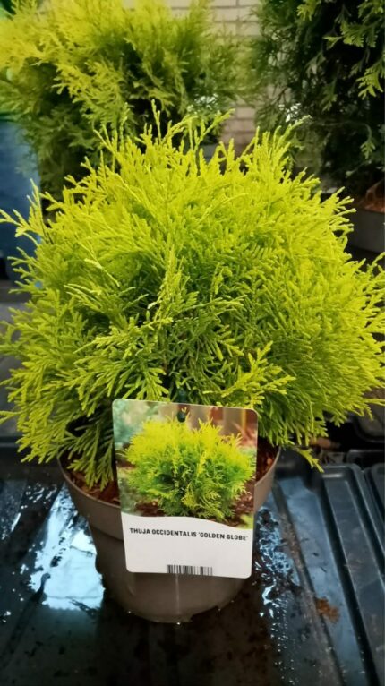 Thuja "Golden globe" 2025 20-30cm  3L potte