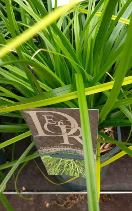 Prydgress "carex evergreen"  2 l potte