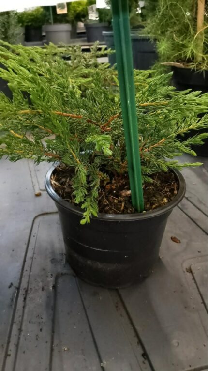 Krypeine "Repanda"  20/30 cm 1 L