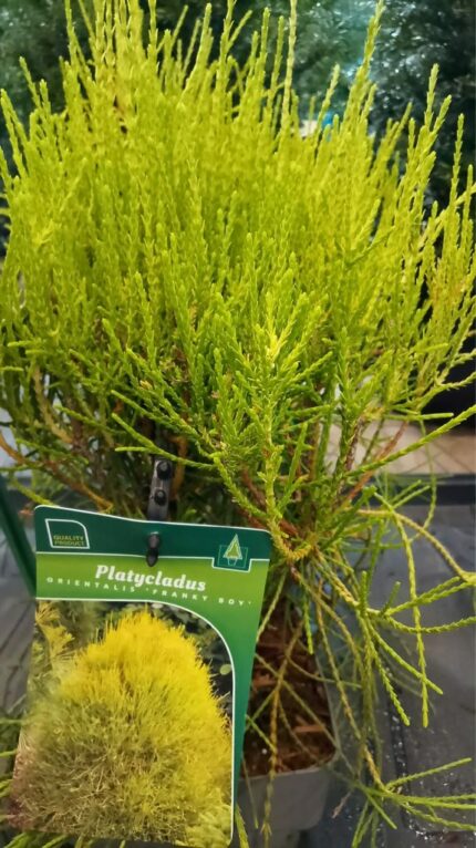 Platycladus (sypress)  " Franky Boy"  25/30 2 L potte