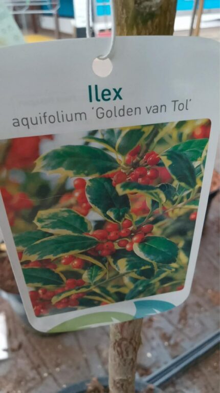 Kristorn "Golden van tol" oppstammet 60 cm