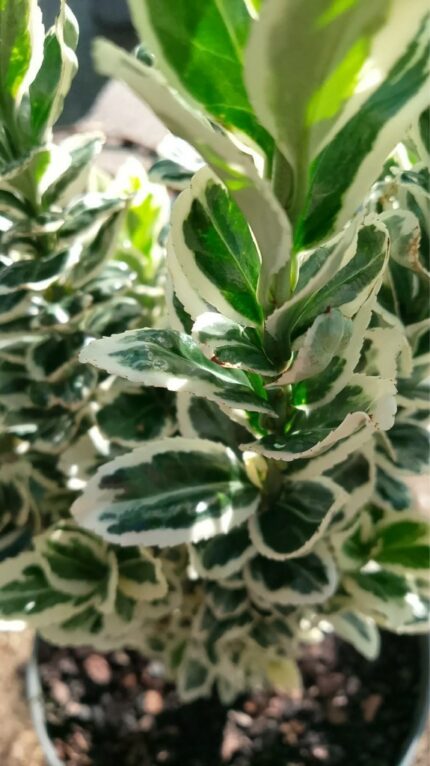 Euonymus japonicus "white spire" 30/40 cm  3 l potte