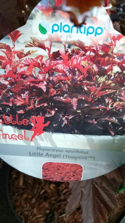 Solblærespirea "Little Angel"   40/50  cm    3 l potte