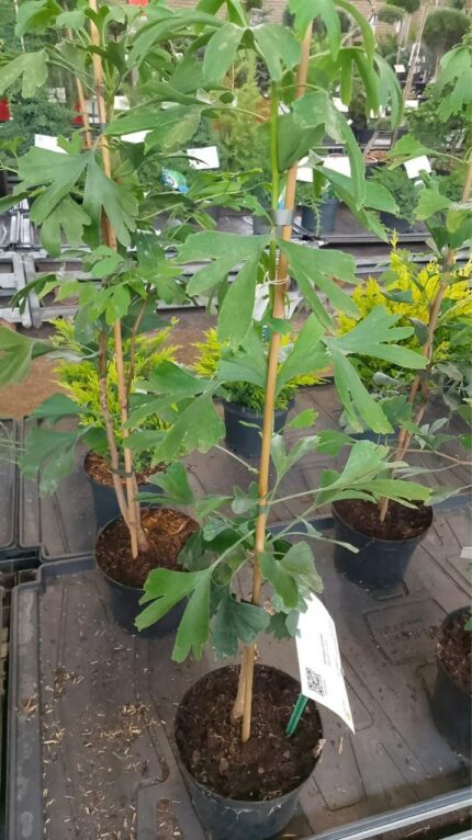 Ginko Biloba 60/80 cm  3 L potte
