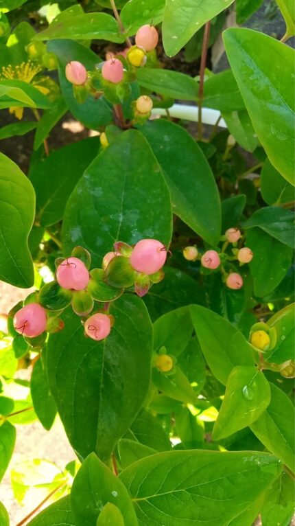 Pericum " Miracle Blossom" 40 /50 cm 2 l potte