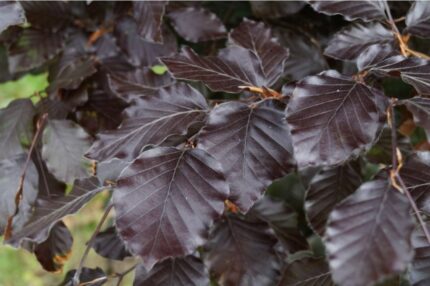 Blodbøk Fagus sylvatica f. purpurea) salgstr, 80 - 100 cm 3,5 l potte