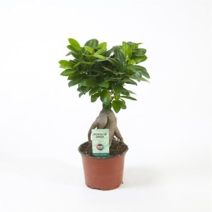 Ficus Microcarpa Ginseng 30 cm