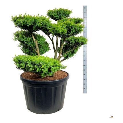 Buxus spempervirens 100-125 cm Bonsai