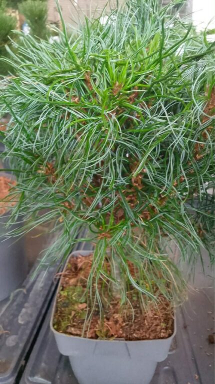 Furu "Green Twist"  30/40 cm  2 L potte