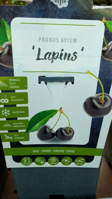 Søtkirsebær "Lapins"   110/120   5 l potte