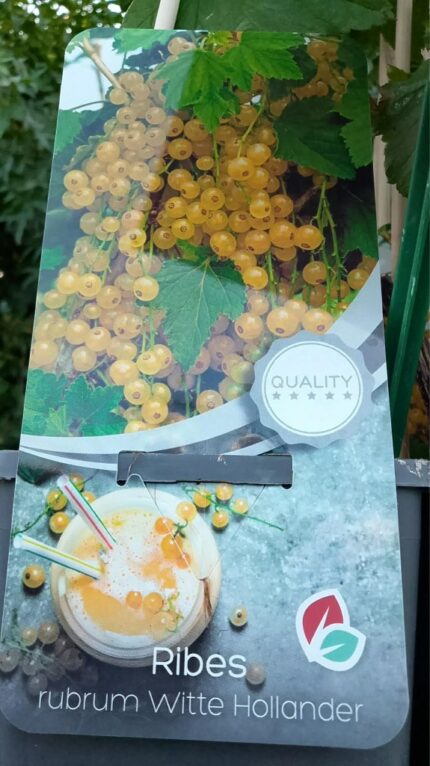 Rips "Witte Hollander"  30/40 cm  1,7 l potte