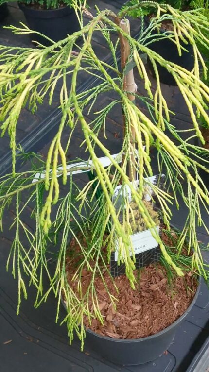 Sypress "Karaca" 60/80 cm  5 l potte