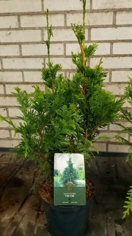 Thuja "Can-Can"  25/30     2,5 L potte