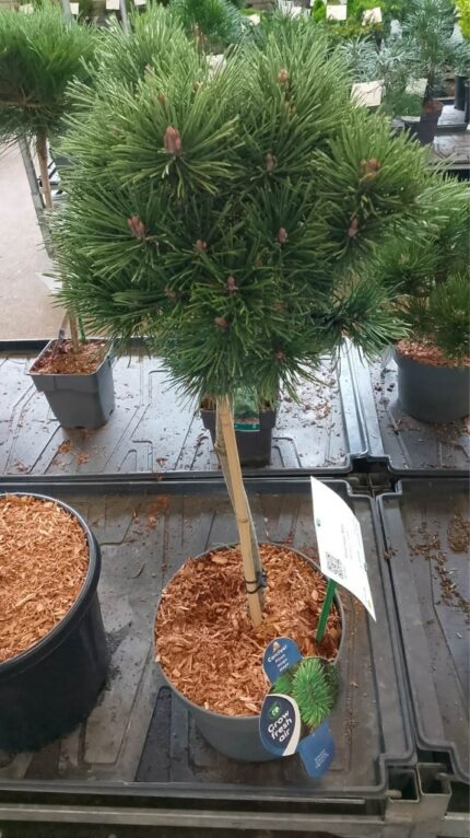 Furu "mops" 2025 40cm  7,5L potte