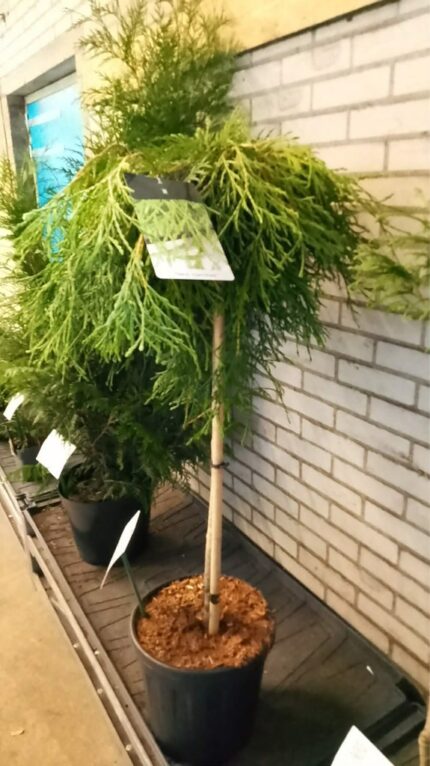 Thuja "Kagers beauty" 2025 80cm 15L potte