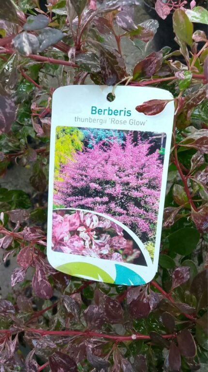Berberis "Rose Glow"   40/50 cm   3 l potte